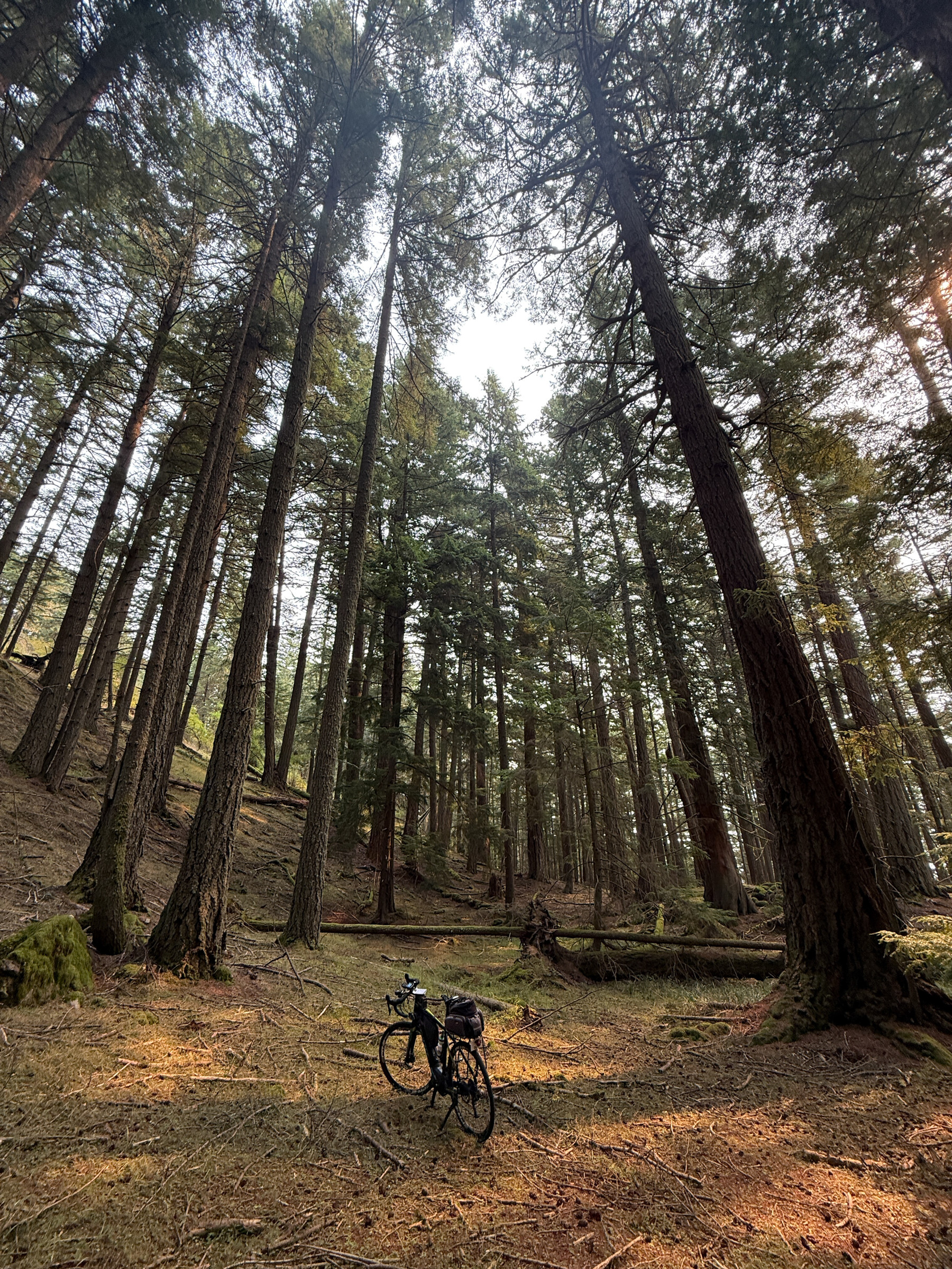 Forest Solitude (Orcas Island).jpg
